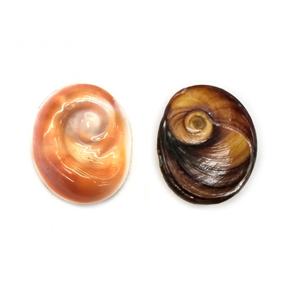 Eye of the sea natural shell Shells