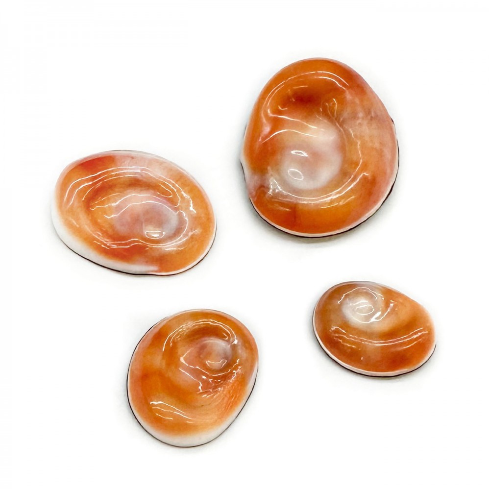Eye of the sea natural shell Shells