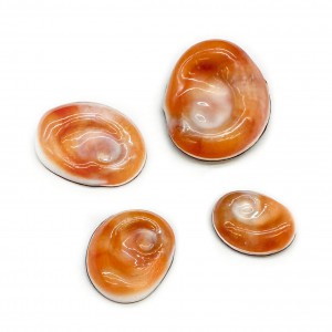 Eye of the sea natural shell Shells